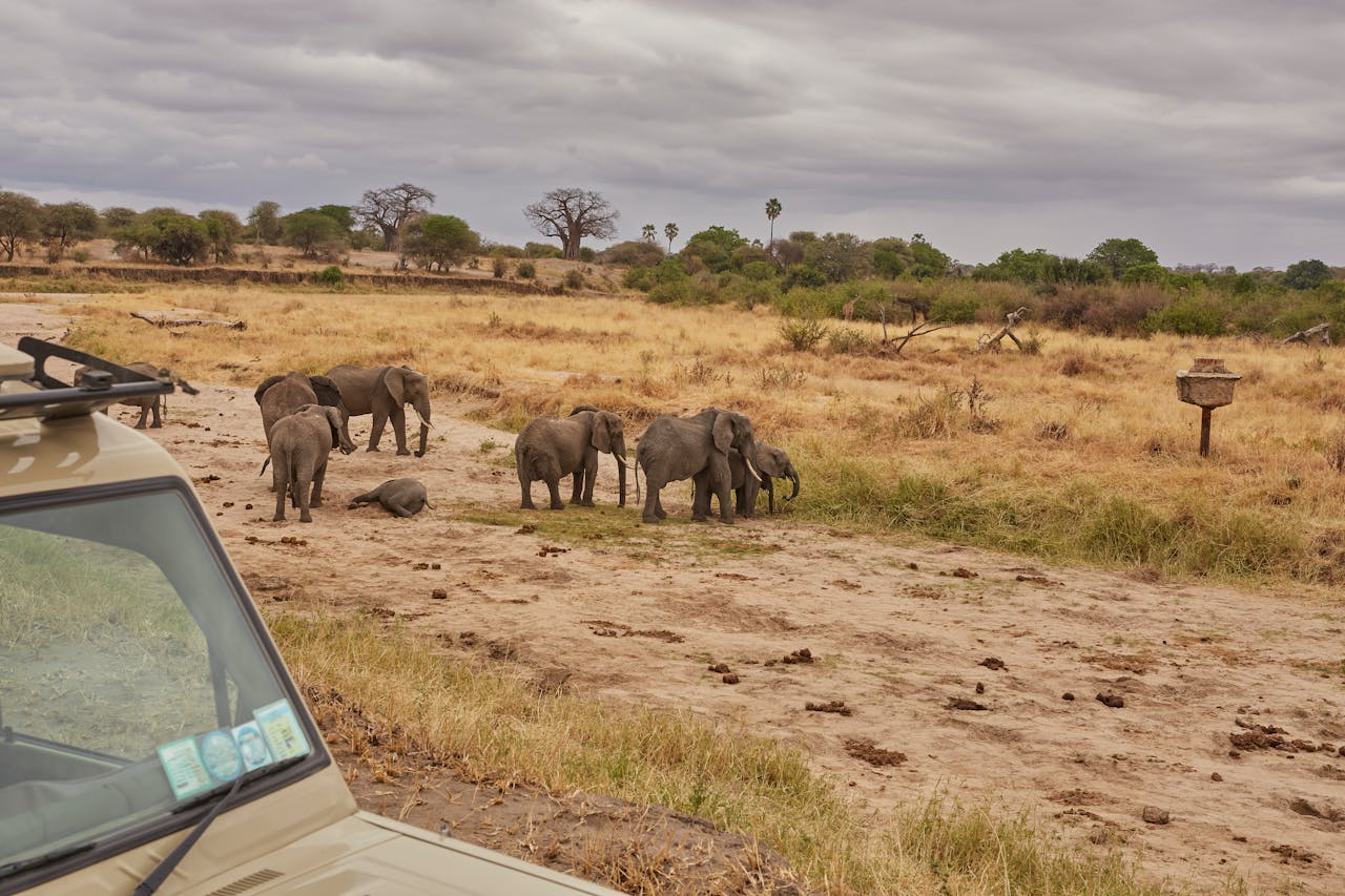 A herd of elephants grazing in the African savanna, observed from a safari jeep under cloudy skies.